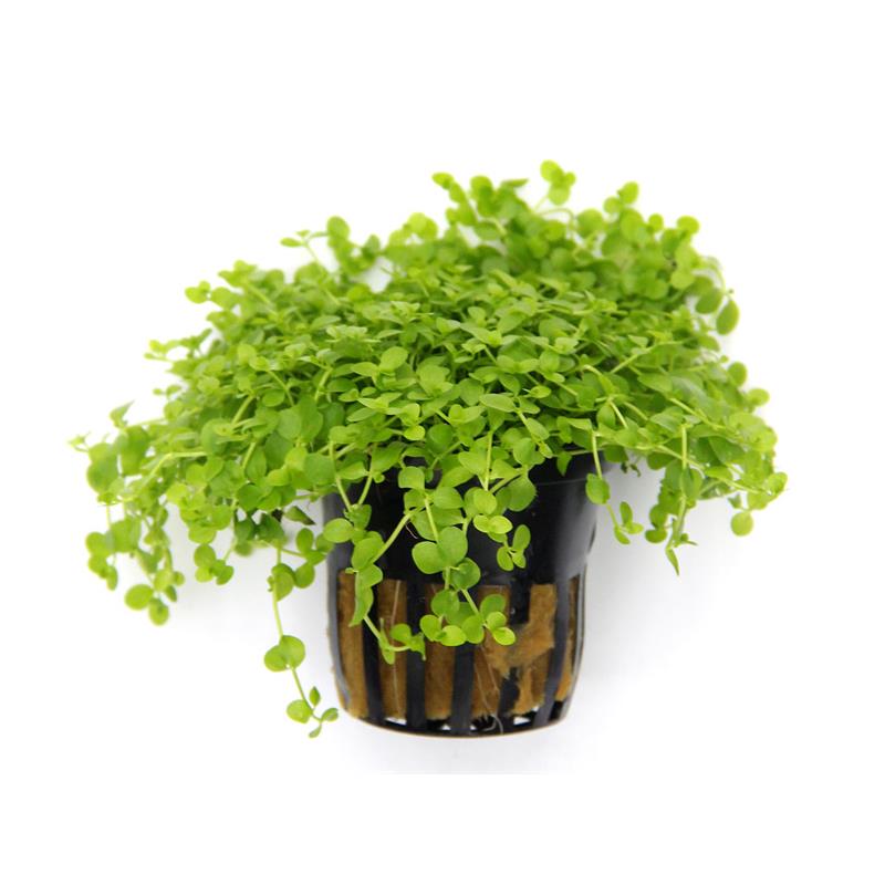 Dennerle Micranthemum spec Monte Carlo - imagine 5